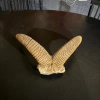 شاخ قوچ|کلکسیون اشیاء عتیقه|تهران, ایرانشهر|دیوار