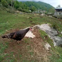 بوقلمون ماده معاوضه با غاز نر یا اردک اسرائیلی نر