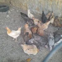 مرغ وبوقلمو