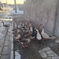 غاز اهلی طبیعی|حیوانات مزرعه|اردبیل, |دیوار