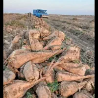 چغندر قند  برای مصرف دام