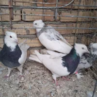 کفتر طوقی وهما سرور