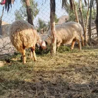 دوعددمیش آبستن|حیوانات مزرعه|عنبرآباد, |دیوار