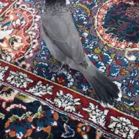 سهره اهوازی نر شاه تخم|پرنده|محمدشهر, علی آباد گونه|دیوار