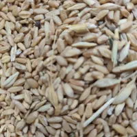 گندم مرغی .فروش ۱۰تنی.