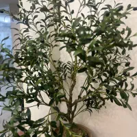 گل مصنوعی(درختچه زیتون)|گل مصنوعی|تهران, تهرانسر شرقی|دیوار