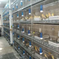 قناری‌پرستار‌سوپر‌گلاستر‌فری‌رسمی پرورش‌وصادرات