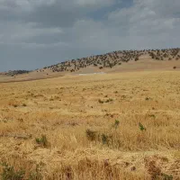 کلش گندم دیم