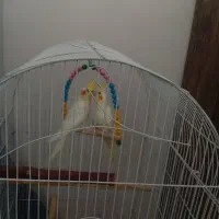جوجه عروس هلندی