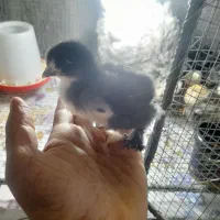 جوجه مرندی ۱۵ روزه زیر مرغ کرج