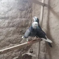 نروماده