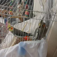 عروس هلندی جفت مولد کاملا دستی