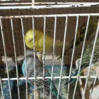 مرغ عشق زیبا در رنگهای مختلف|پرنده|مرودشت, فرهنگ|دیوار