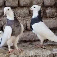 تعدادی کفتر فروشی