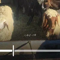 تعدادی گوسفنددزدیده شده|حیوانات|زاغه, |دیوار