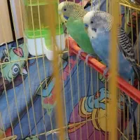 مرغ عشق های مولد و خریدار طوطی برزیلی و مینا و ع|پرنده|تبریز, |دیوار