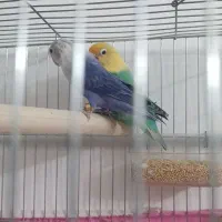 کوتوله پاربلو ترکواز ماده ،کوتوله مارال و البینو