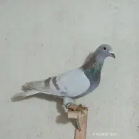 مجسمه  کبوتر