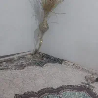 شناسنامه گمشده