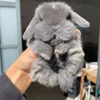 خرگوش ایتالیایی عروسکی|موش و خرگوش|اهواز, گلستان|دیوار