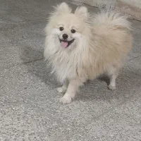 سگ پاپی