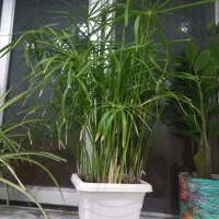 گلهای سرحال و شاداب|گل و گیاه طبیعی|بناب, |دیوار