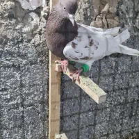 کبوتر|پرنده|مشهد, خواجه ربیع|دیوار