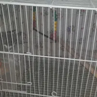 یک جفت عروس هلندی|پرنده|نیشابور, شهرک اندیشه|دیوار