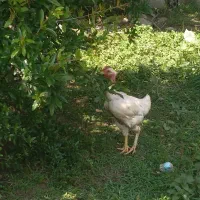 جوجه گردن لخت وجوجه معمولی