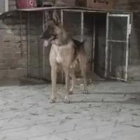 سگ ژرمن نر
