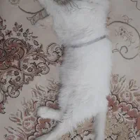 گربه پرشین نر