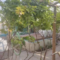 اجاره خانه باغ یا کارگاه مناسب چایخانه تعمیرگاه|اجارهٔ خانه و ویلا|اصفهان, ملک‌شهر|دیوار