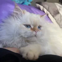 گربه پرشین سوپر فلت و پرشین کلاسیک