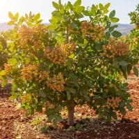 نهال پسته درجه‌یک، سودآوری بلندمدت با قیمت تولیدی