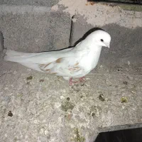 تعدادی کبوتر|پرنده|جیرفت, |دیوار