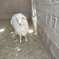گوسفند بره سفید خوشگل