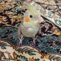 عروس هلندی ۵ ماهه