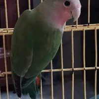 برزیلی رخ هلویی قرمز