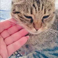 گربه خانگی|گربه|مرند, |دیوار