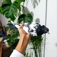 کفترکبوترسینه سفید کرمونی بغدادی پرشی رنگه المانی|پرنده|مشهد, منزل آباد|دیوار