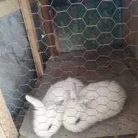 مرغ و خرگوش|حیوانات مزرعه|شاهین‌شهر, شهرک گلدیس|دیوار