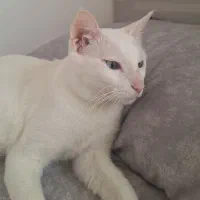 گربه سفید ترکیش وان