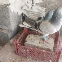 کفتر بدرنگ تمیز