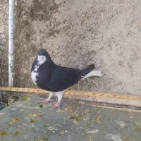 خوشرنگ سیاه و یال گلدار