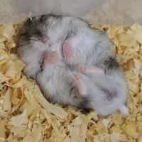 همستر کمپل|موش و خرگوش|تهران, نیروی هوایی (پیروزی)|دیوار