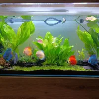 فروش اکواریوم|ماهی|شیراز, شهرک مفتح|دیوار