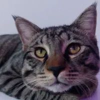 واگذاری  پت