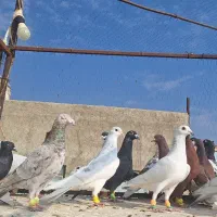 ۲۰تا کفتر پرنده یبوم بشرط