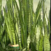 گل سانسوریا