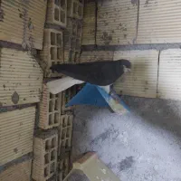 چند عدد کبوتر رنگی به شرط پرش|پرنده|بندر ماهشهر, |دیوار